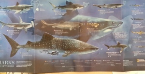 Lani Longshore shark chart