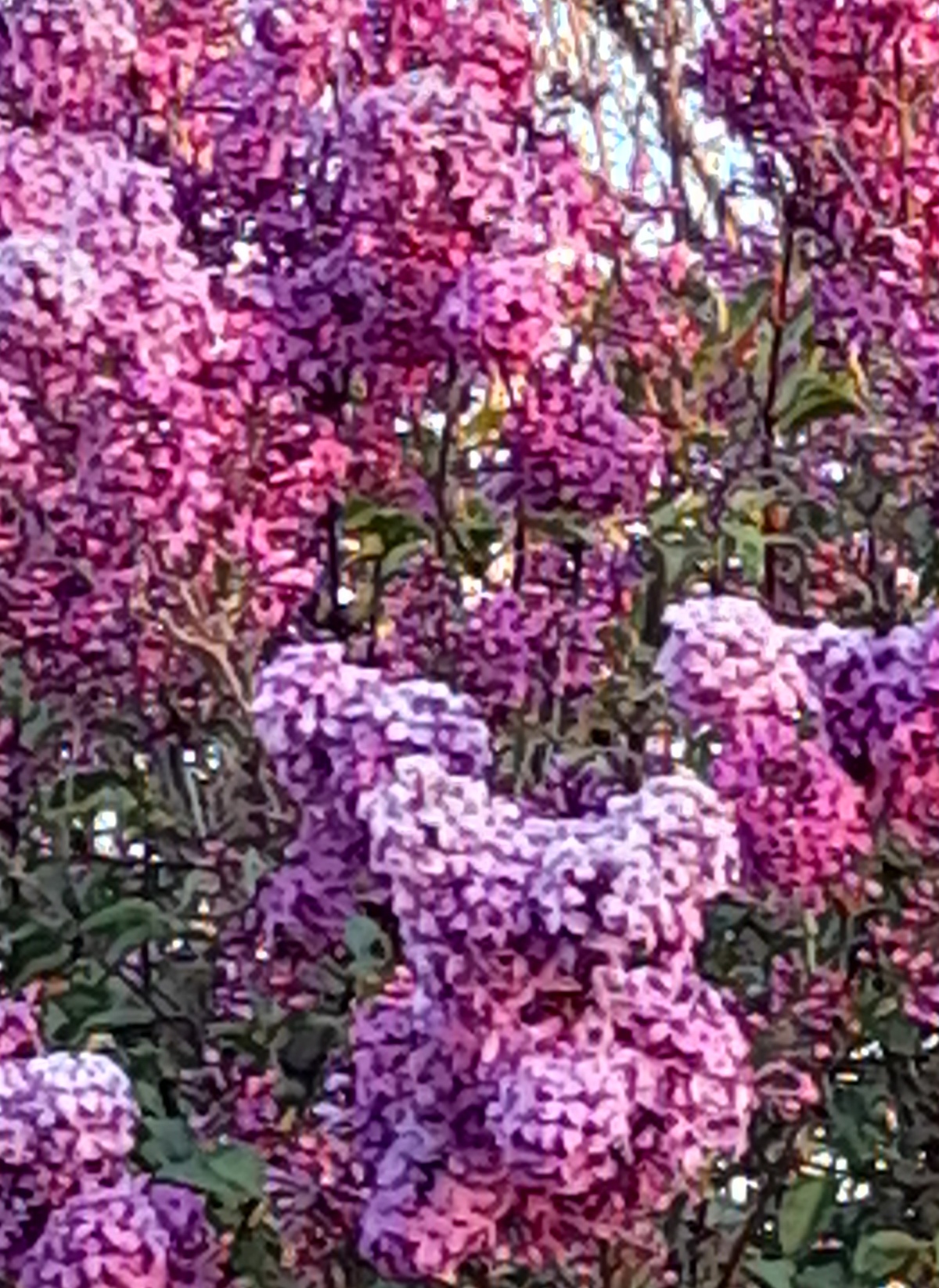 Stop And Smell The Lilacs